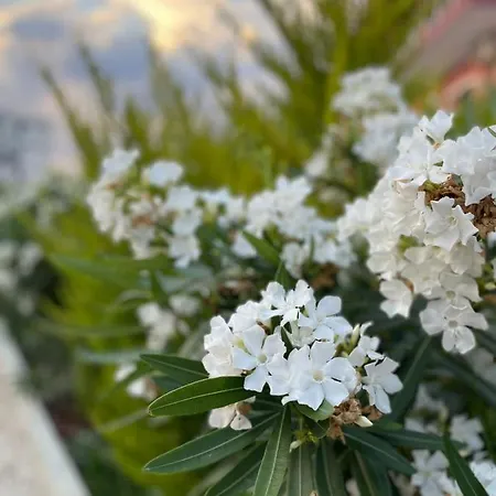 فيلة Tani's House *