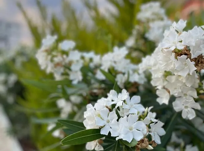 Willa Tani's House *